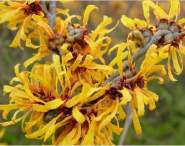 Hamamelis extract Hamamelis extract